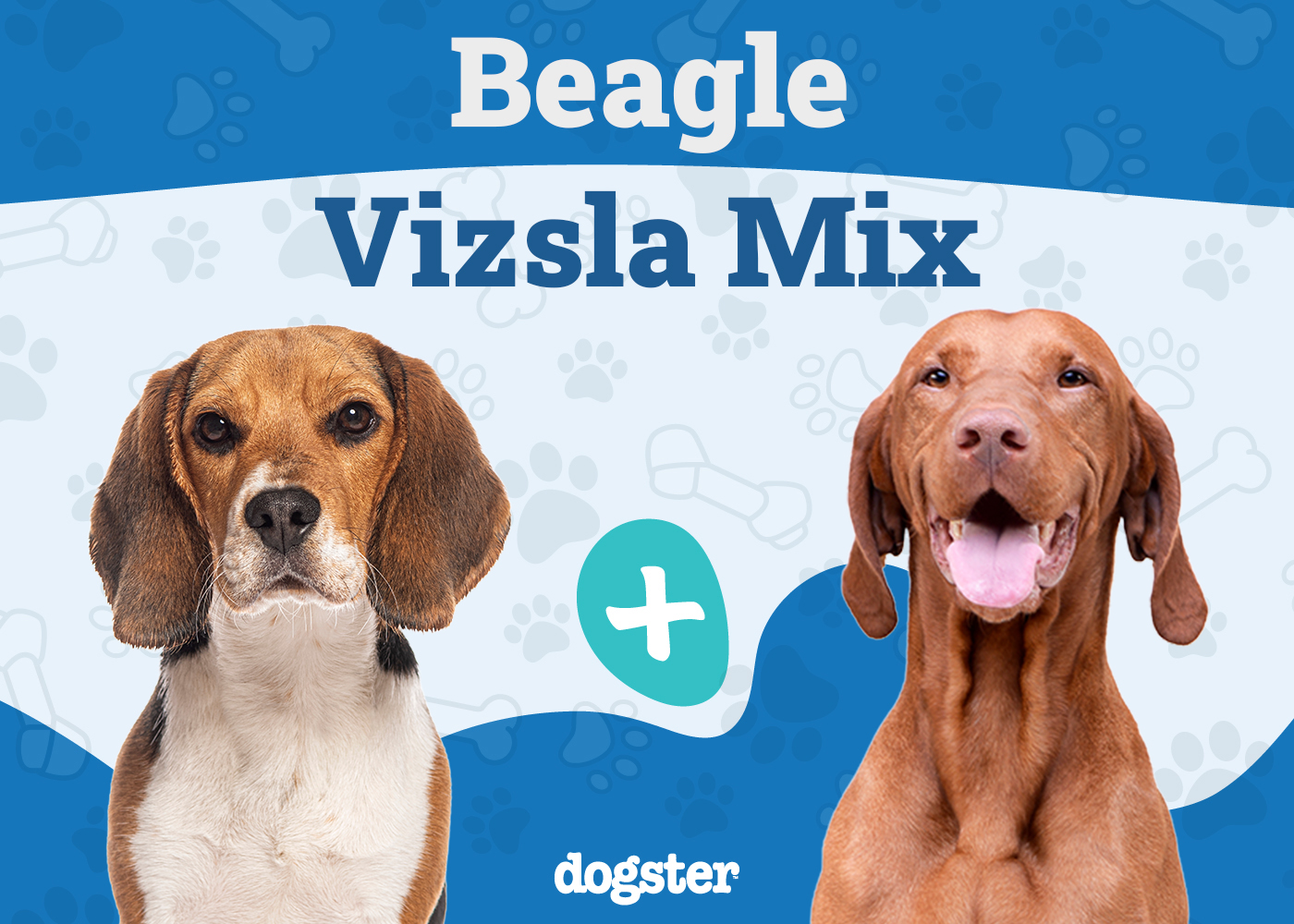 beagle vizsla mix unveiling the ultimate companion