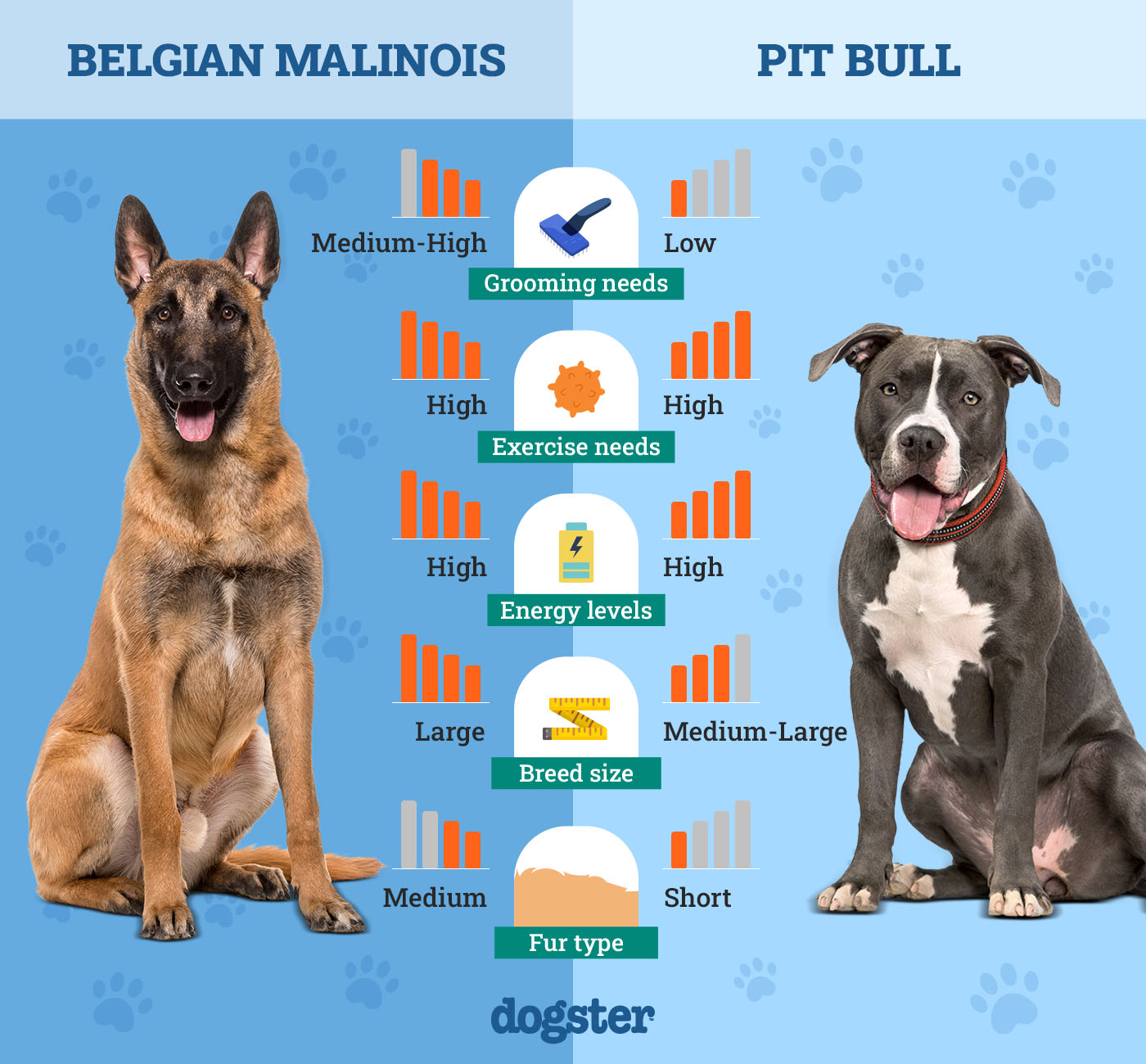 Belgian Malinois Vs Pitbull: Which Breed is Right for You?