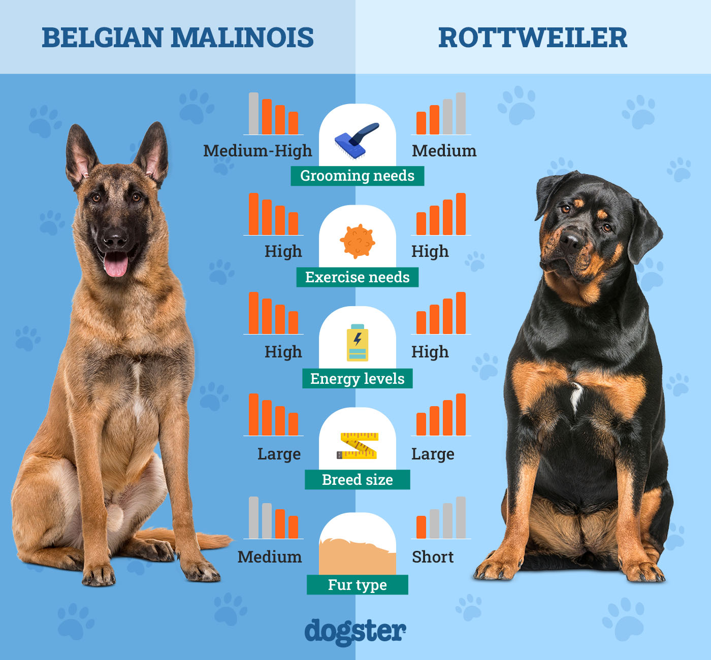 belgian malinois vs rottweiler ultimate breed comparison