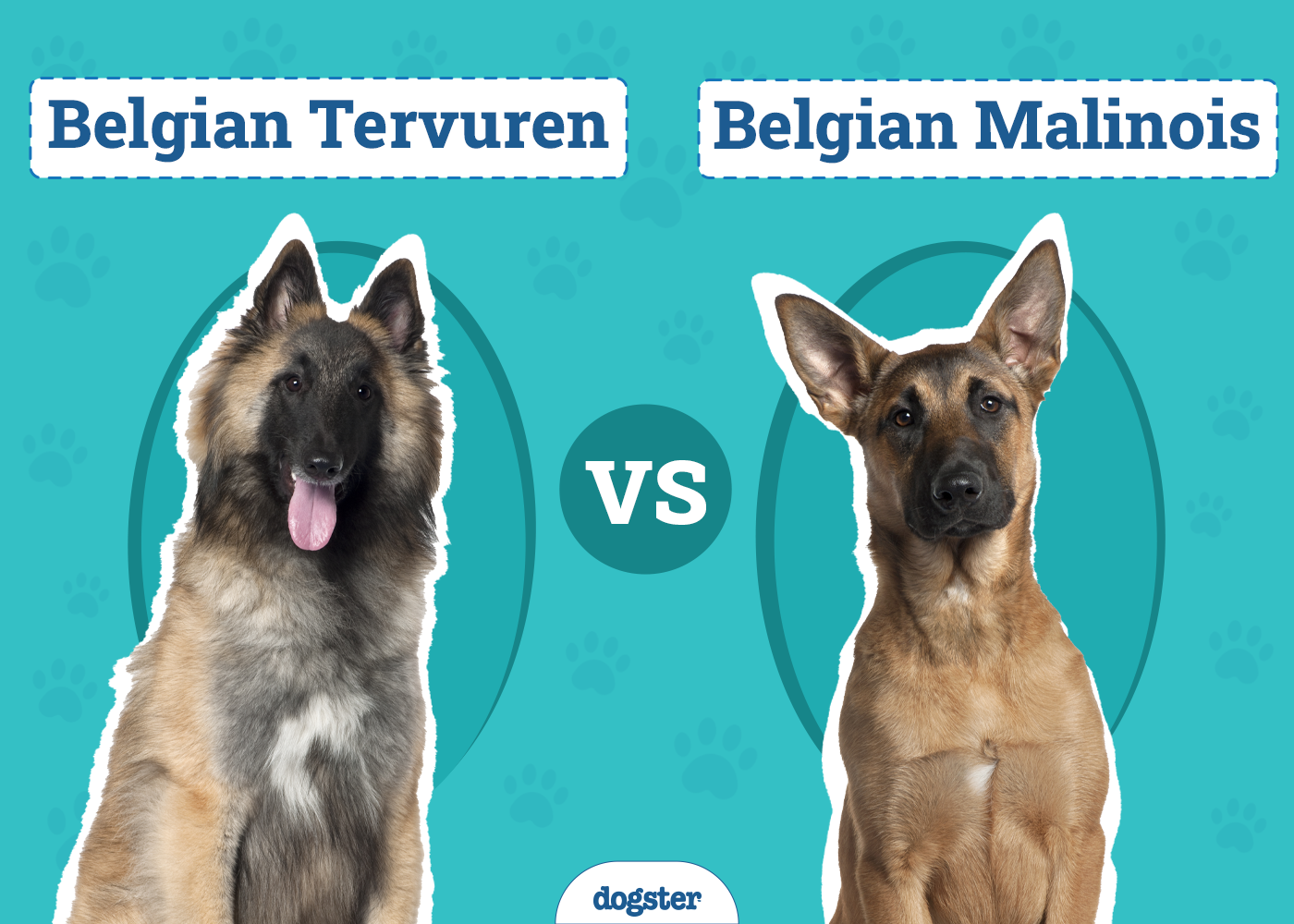 Belgian Tervuren Vs Malinois: Choosing Your Perfect Pet