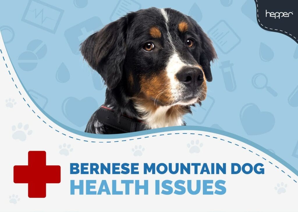 Bernese Mountain Dog Health Issues: Vital Tips & Solutions
