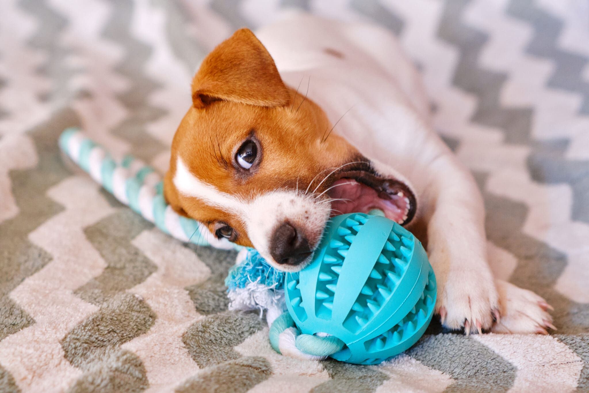 Best Chew Toys for Teething Puppies: Top Picks for Relief