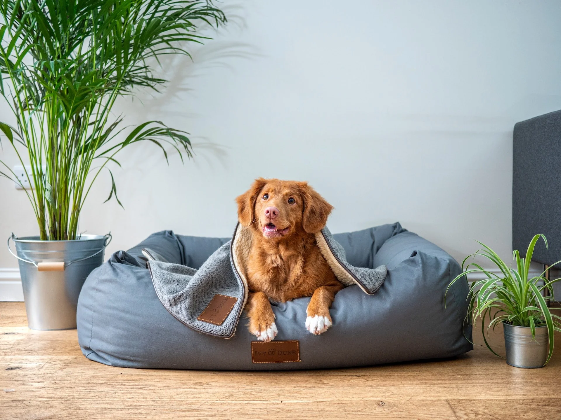 best dog beds for dogs with arthritis ultimate comfort 1