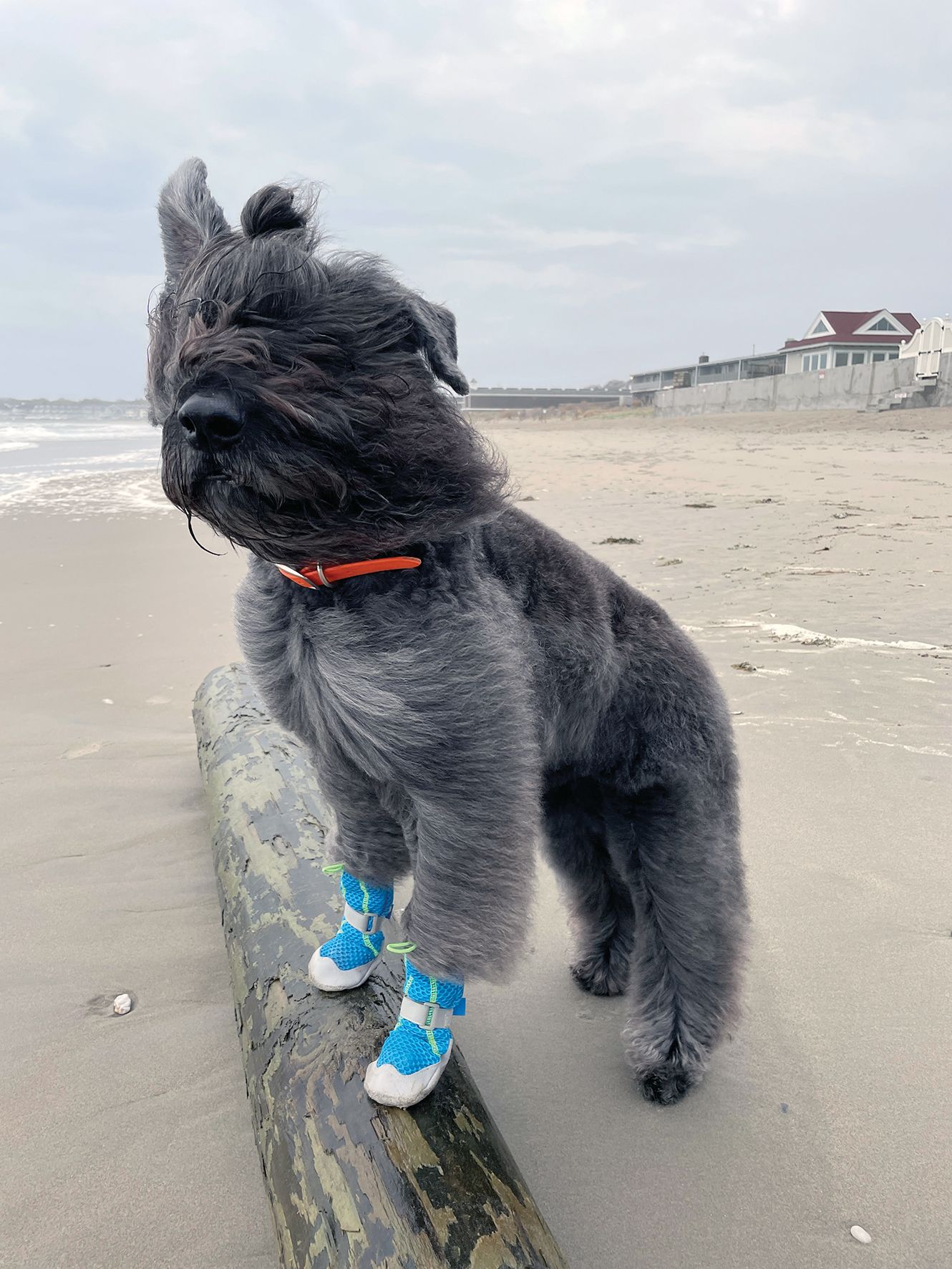 Best Dog Booties for Hot Pavement: Ultimate Comfort Picks
