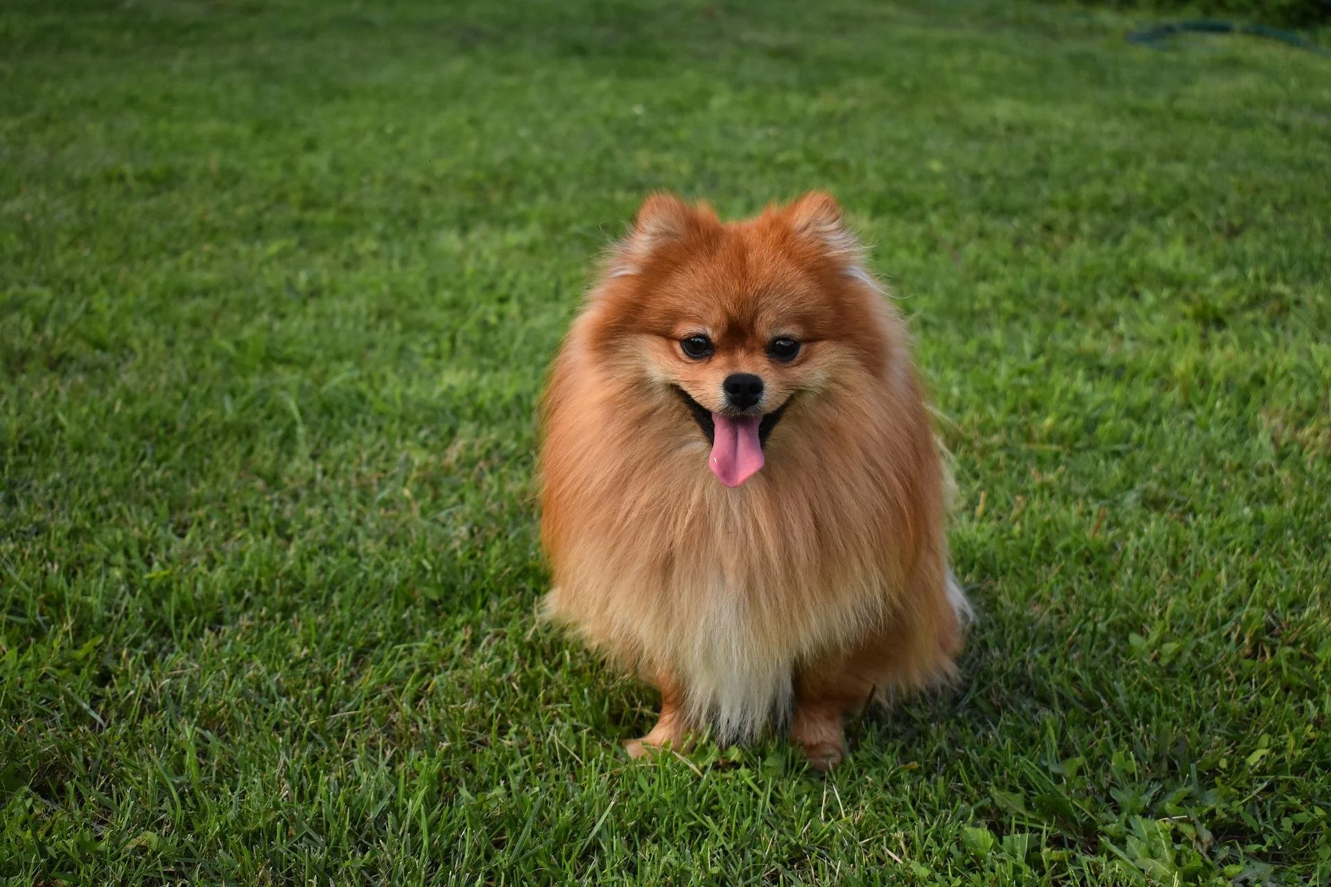 Best Dog Breeds for Introverts: Quiet Companions