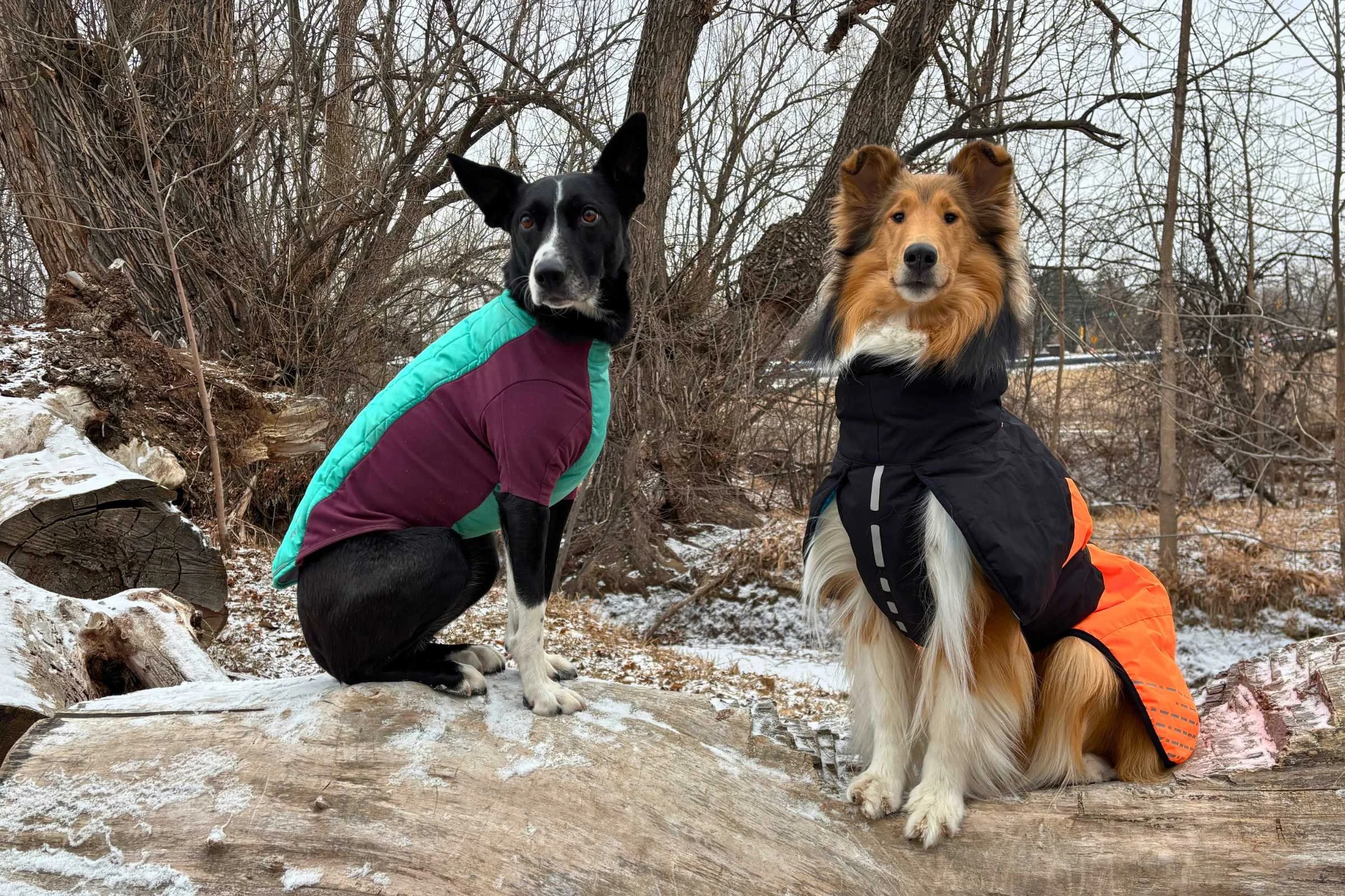 Best Dog Coats for Rainy Weather: Stay Dry & Stylish!