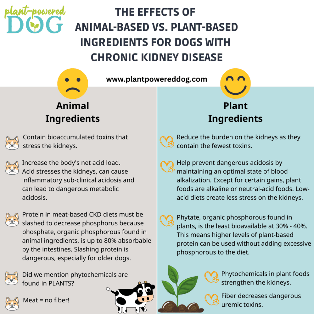 best dog diet for kidney disease top nutritional tips