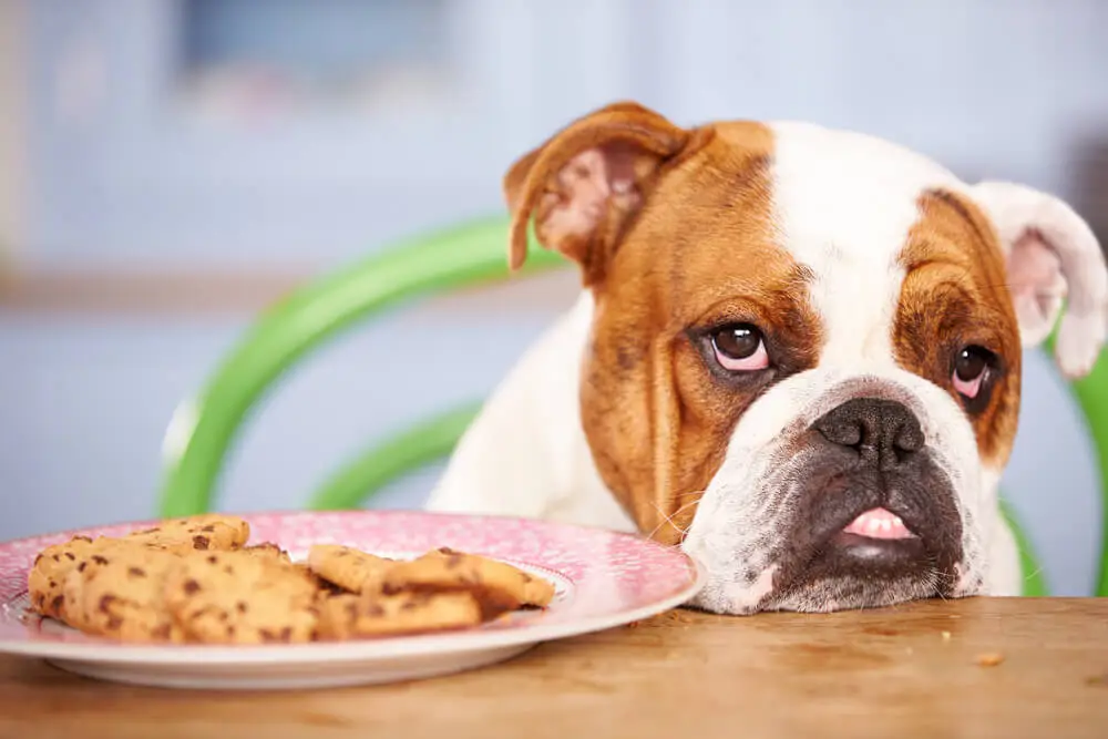 best dog diet for pancreatitis top foods for recovery