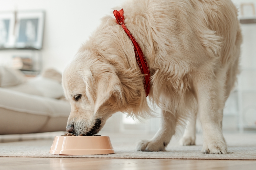 best dog food for golden retrievers top picks reviews
