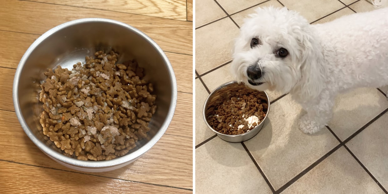 best dog food for healthy teeth top picks for your pup