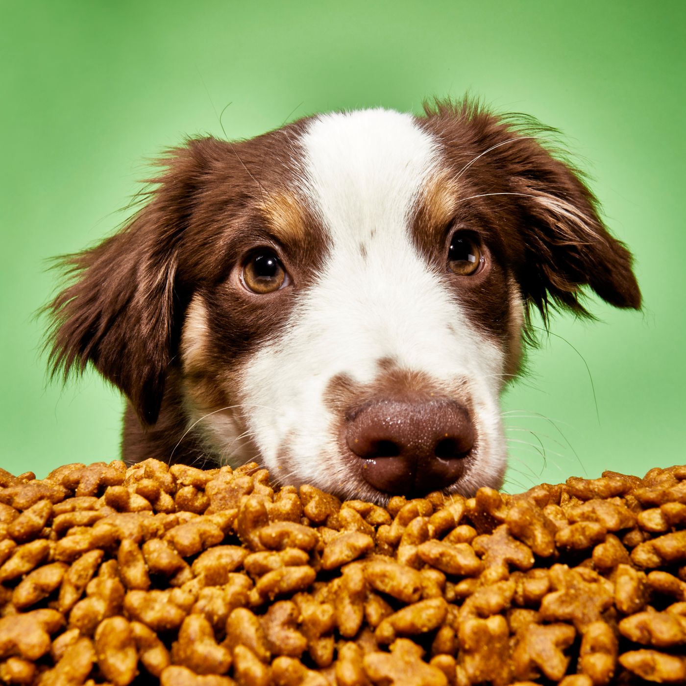 Best Dog Food for Liver Health: Top Picks & Tips