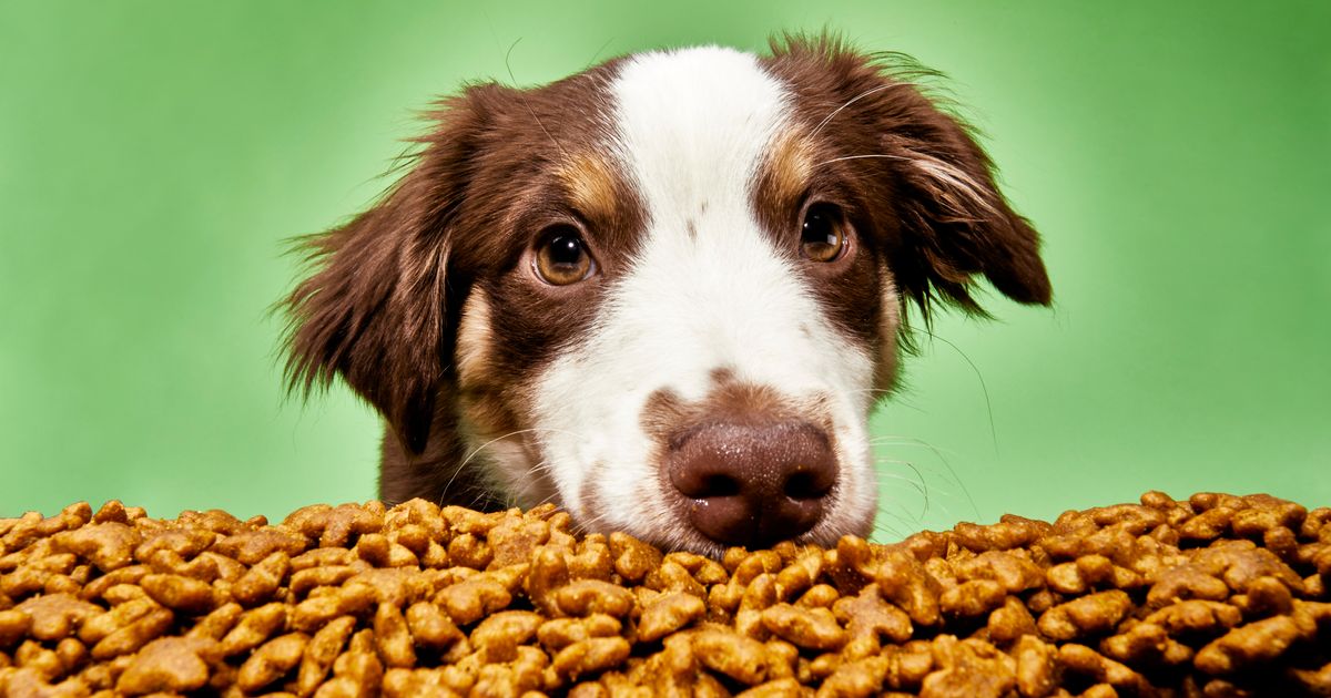 best dog food for optimal health top nutritious picks