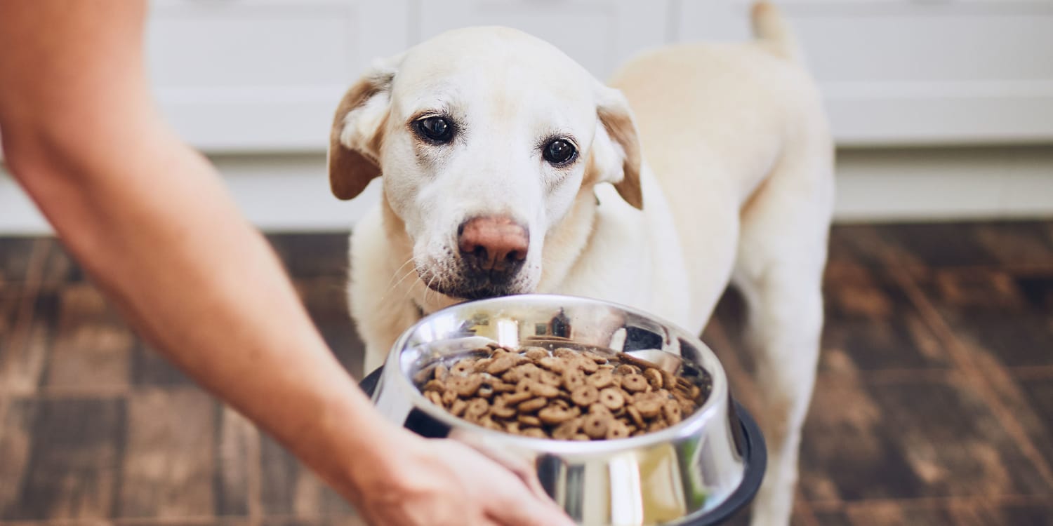 best dog foods for dogs with allergies top choices