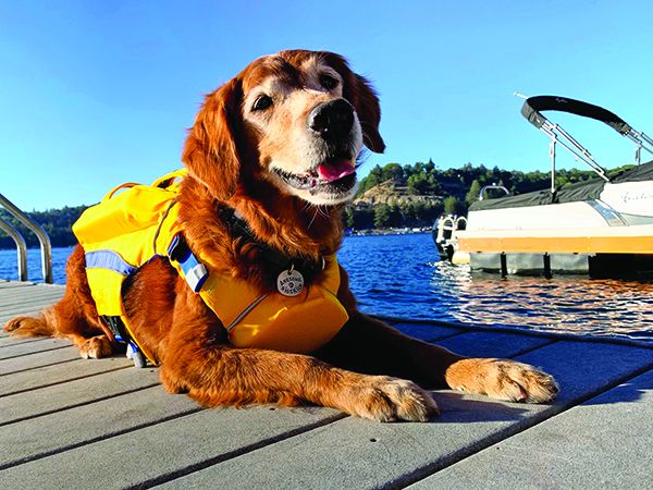 best dog life jackets for boating top safety picks