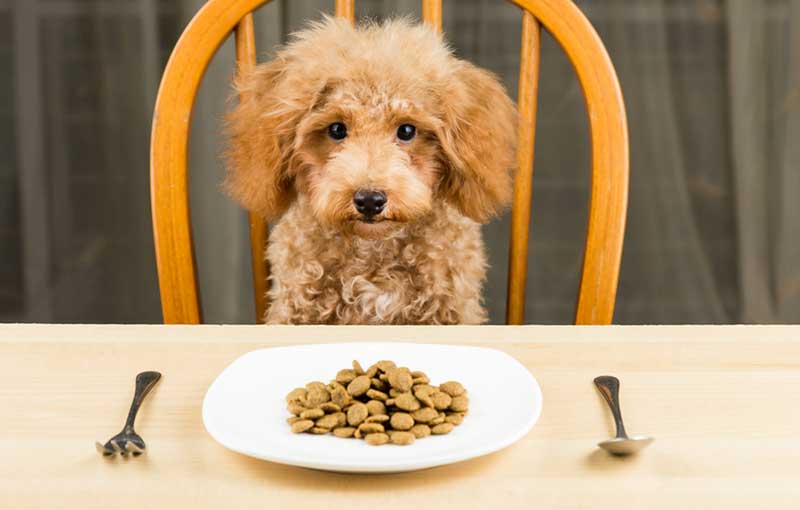 Best Dog Nutrition Course: Master Your Pet’s Diet!