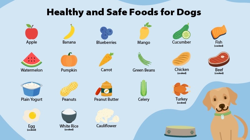 Best Dog Nutrition Food: Top Choices for Healthy Pups