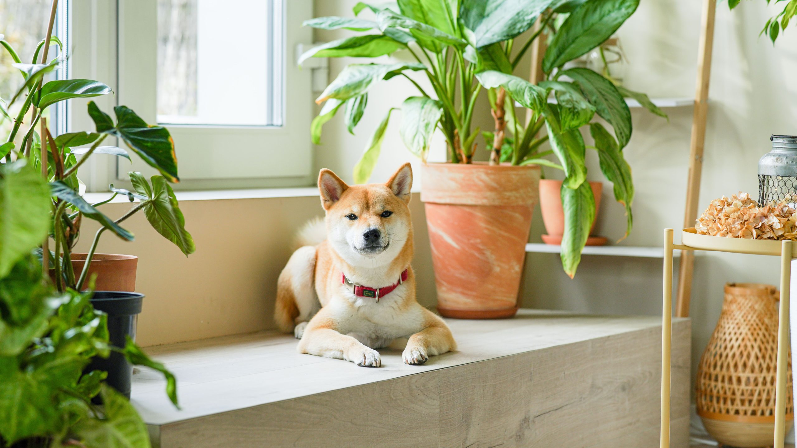 Best Dog-Safe Houseplants: 10 Safe Options for Pet Owners