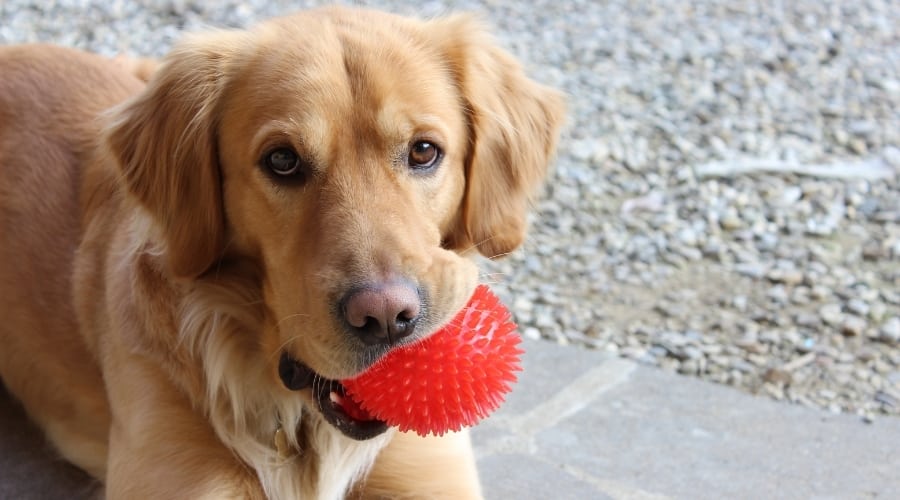 best dog toys for golden retrievers must have picks