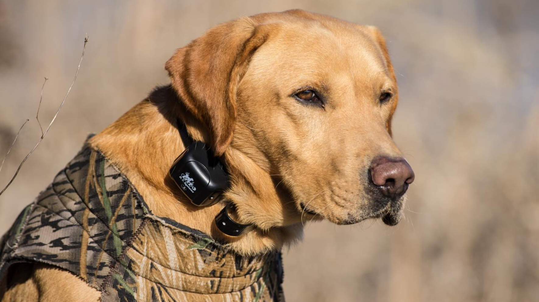 Best Dog Training Collars for Large Dogs: Top Picks & Tips