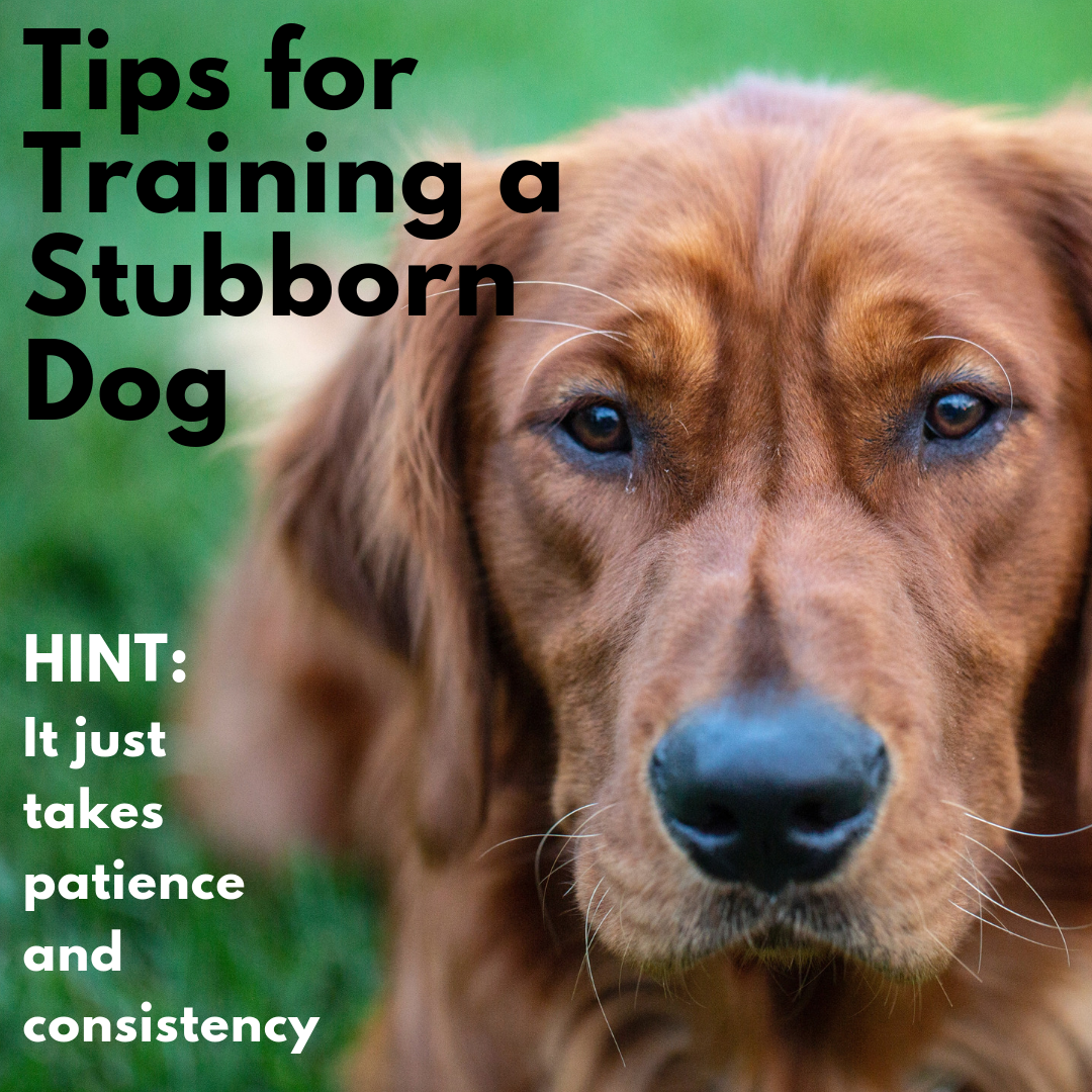 Best Dog Training Methods for Stubborn Dogs: Proven Tips