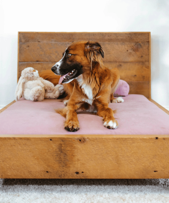 Best Eco-Friendly Dog Beds: Ultimate Guide for Pet Owners