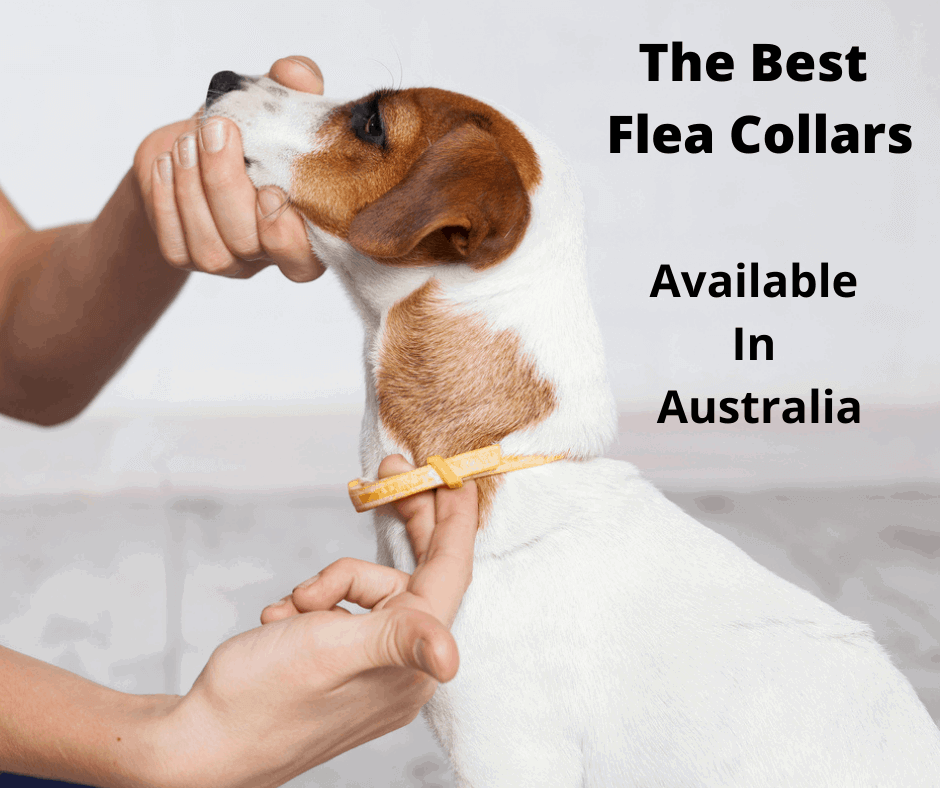 Best Flea Collars for Dogs With Sensitive Skin: Top Picks!