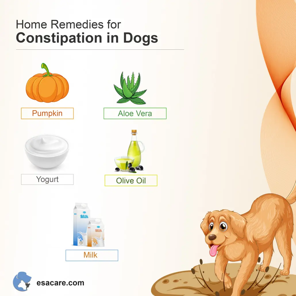 best home remedies for dog constipation quick relief tips 1