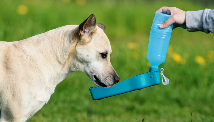 Best Travel Water Bottles for Dogs: Top Picks for 2024