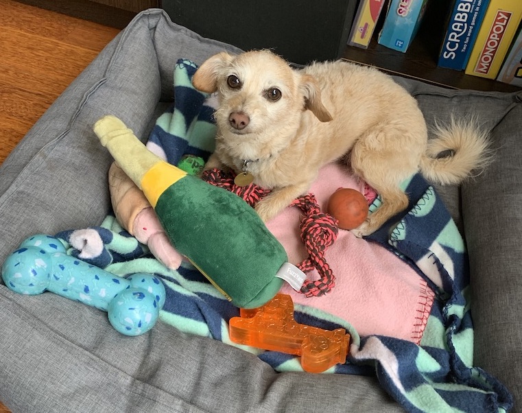 Best Way to Clean Dog Toys: Safe & Effective Tips