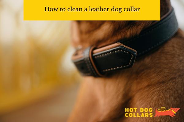 best way to clean leather dog collar quick easy tips