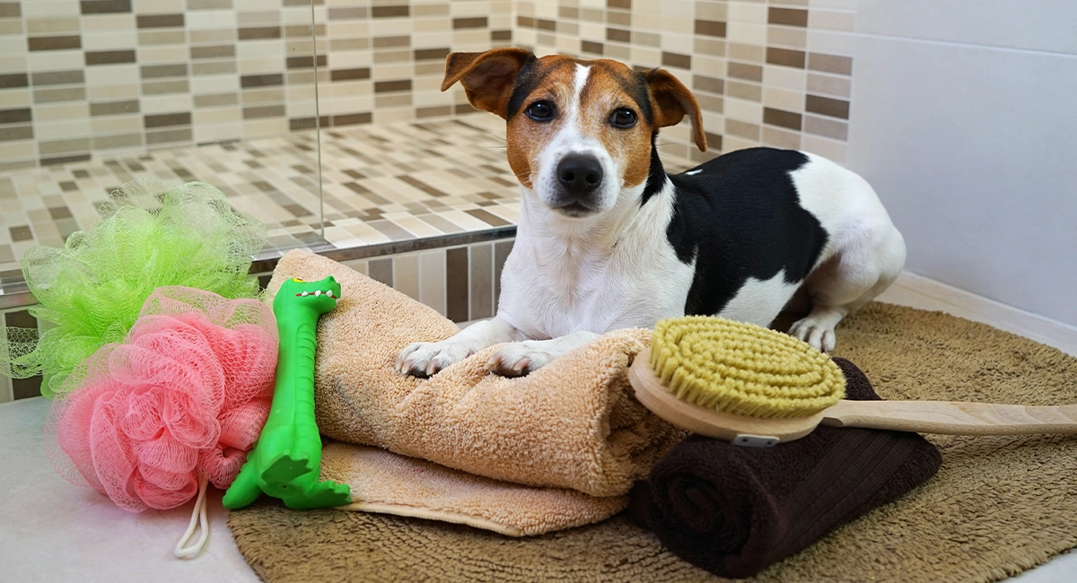 Best Way to Wash Dog Toys: Safe & Simple Solutions