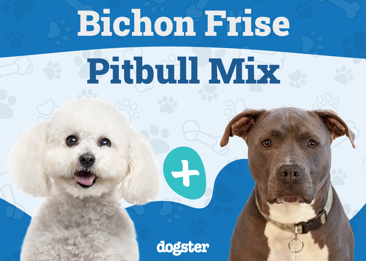 bichon pitbull mix unveiling the unique crossbreed