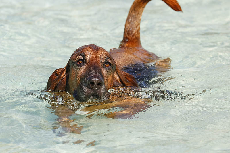 bloodhound basset mix unveiling the unique hound hybrid