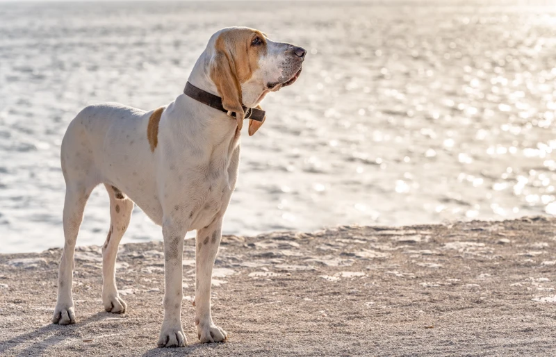 bloodhound great dane mix gentle giants unveiled