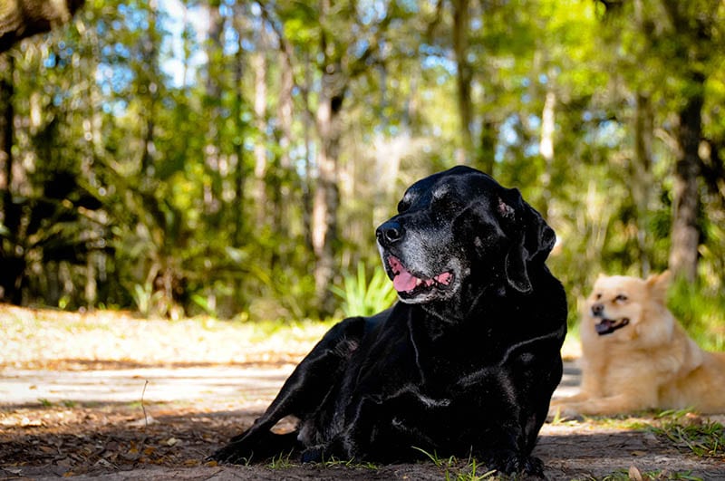 Bloodhound Lab Mix: Unveiling the Ultimate Scent Tracker!