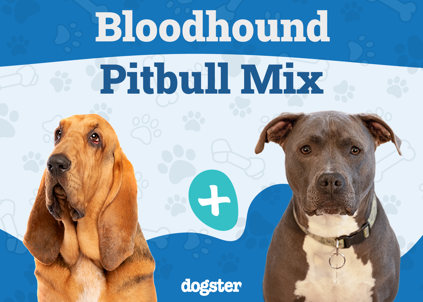 bloodhound pitbull mix unveiling the unique hybrid