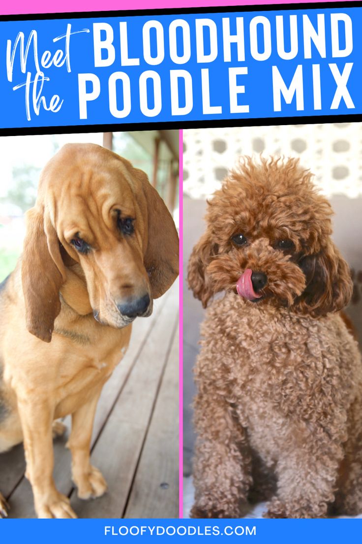 Bloodhound Poodle Mix: Unveiling the Unique Crossbreed