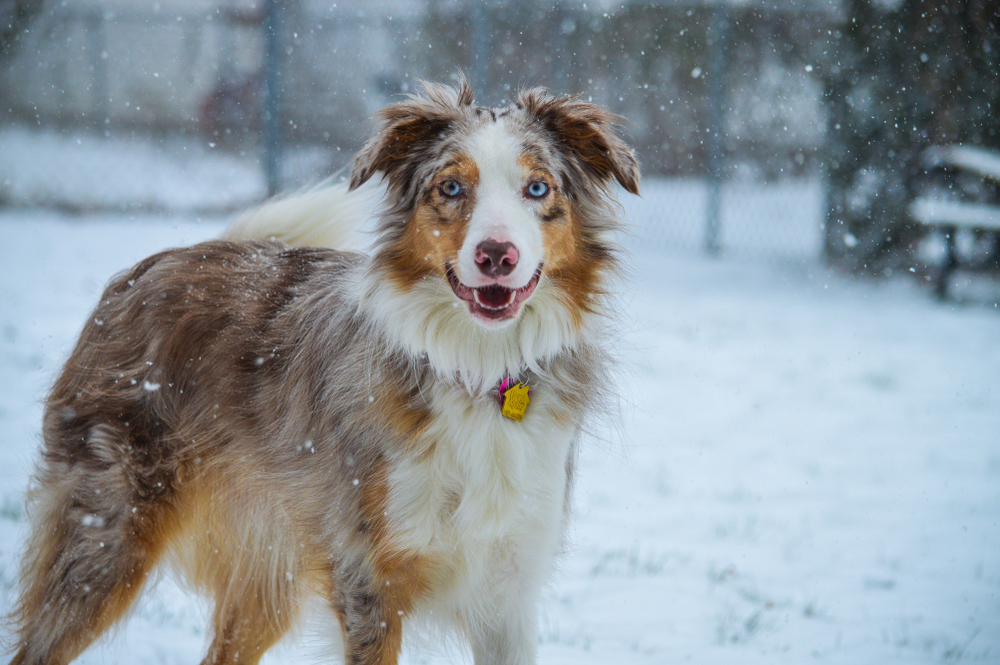 Border Collie Aussie Mix: Smartest Hybrid Alert!