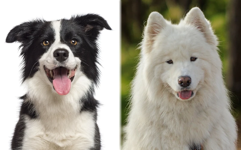 border collie samoyed mix unveiling the perfect pooch