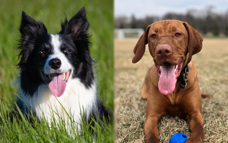 border collie vizsla mix unveiling the ultimate hybrid