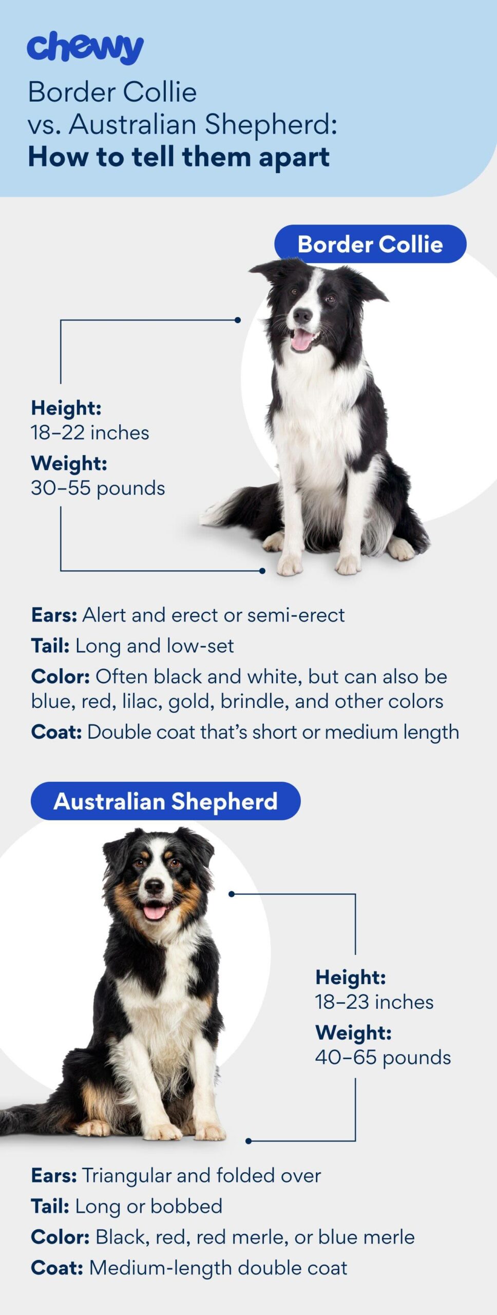 border collie vs australian shepherd ultimate comparison guide
