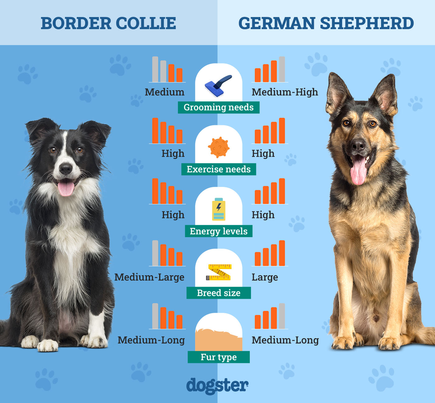 border collie vs german shepherd which is the best family dog