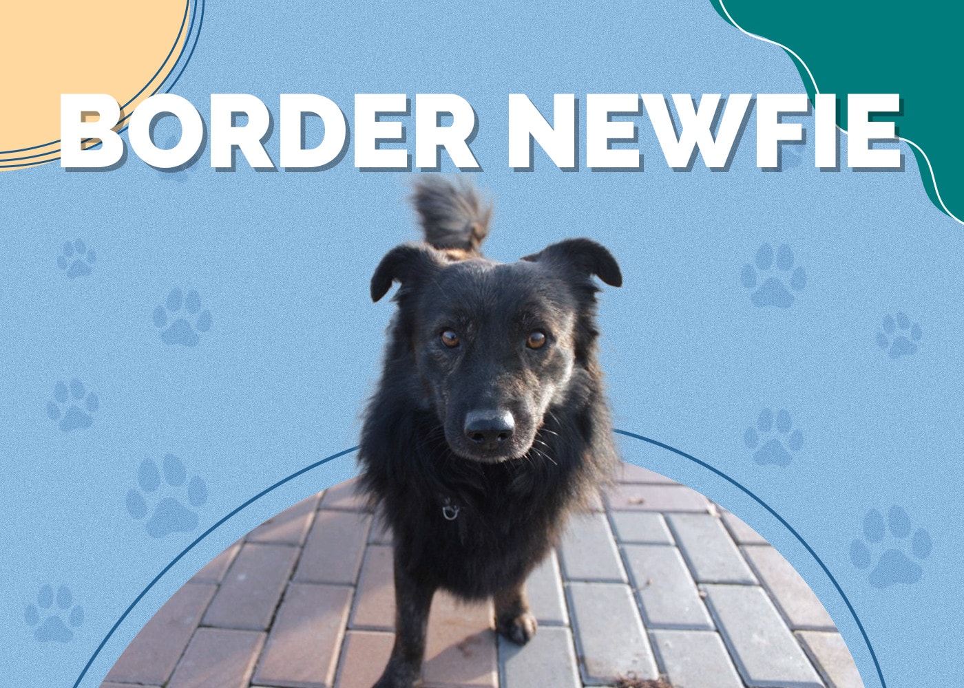 border newfie mix the ultimate family companion guide