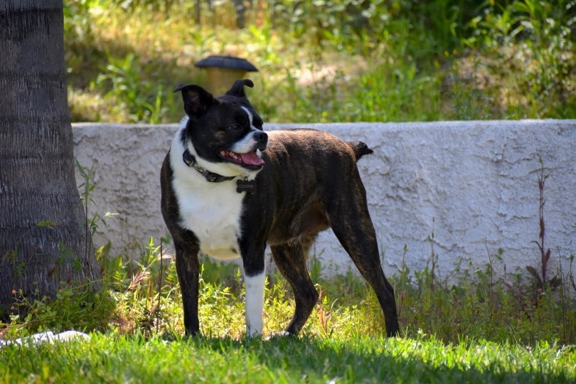 Boston Terrier Chihuahua Mix: Ultimate Breed Guide