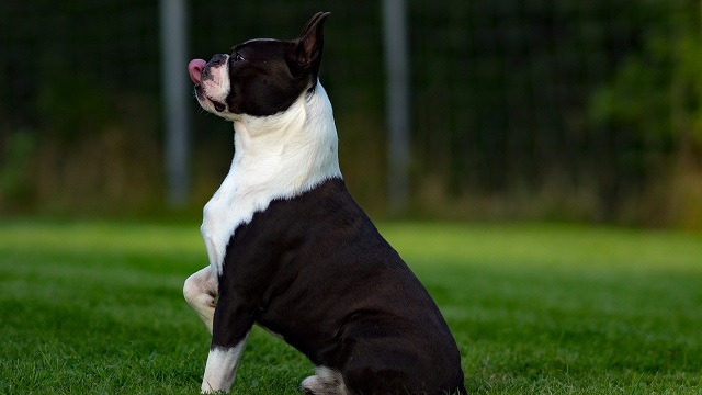 boston terrier health issues vet insights on top concerns