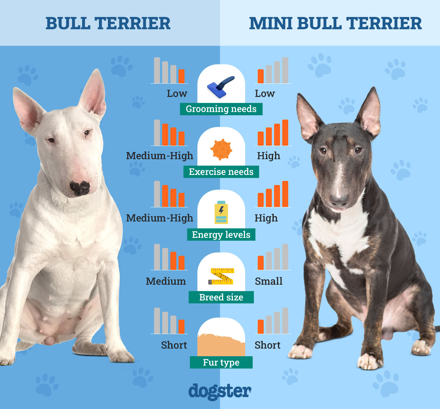 Bull Terrier Vs Mini Bull Terrier: Choosing Your Match