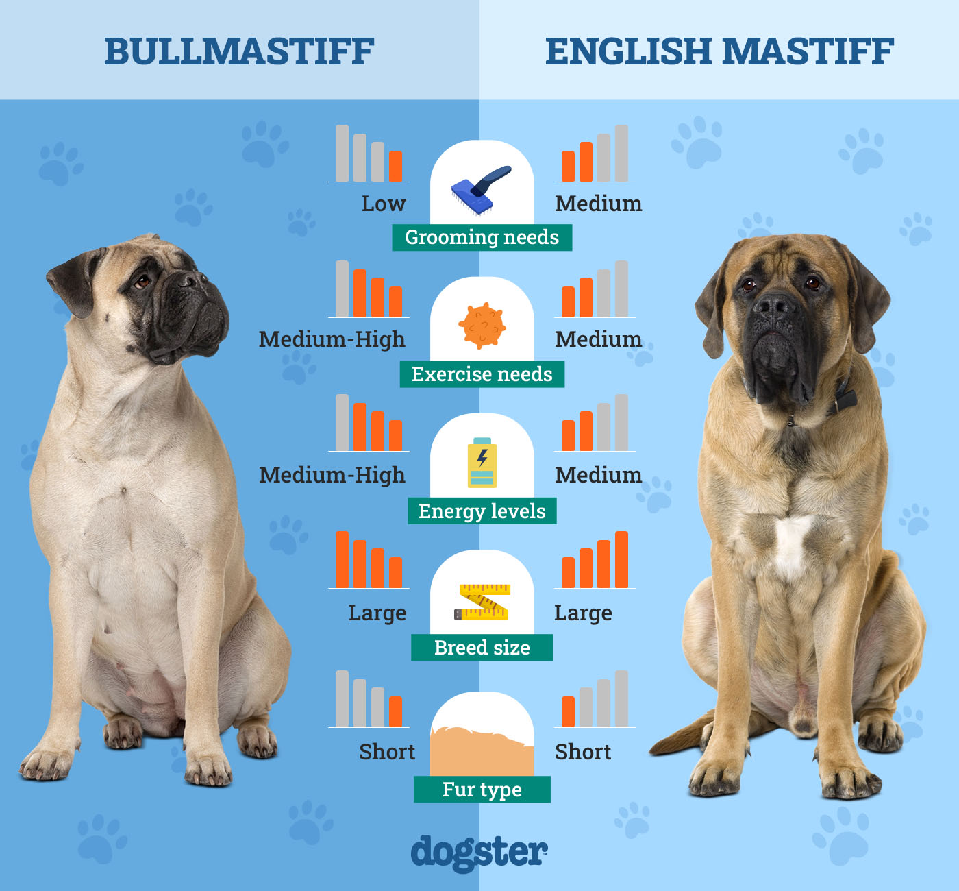 Bullmastiff Vs English Mastiff: Gentle Giants Compared