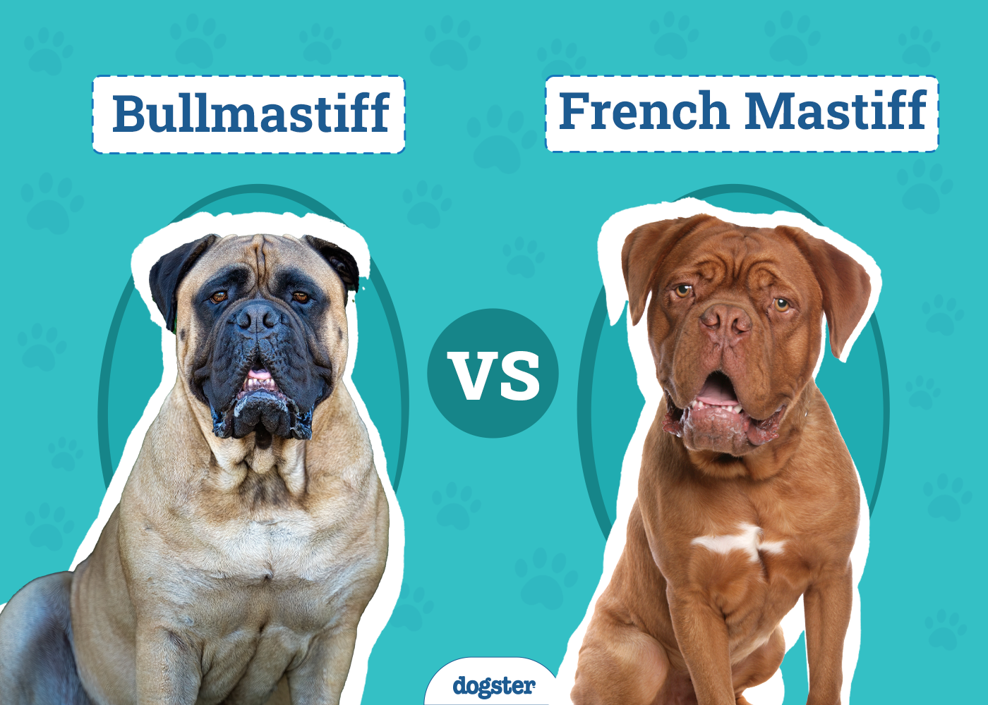 bullmastiff vs french mastiff gentle giants face off