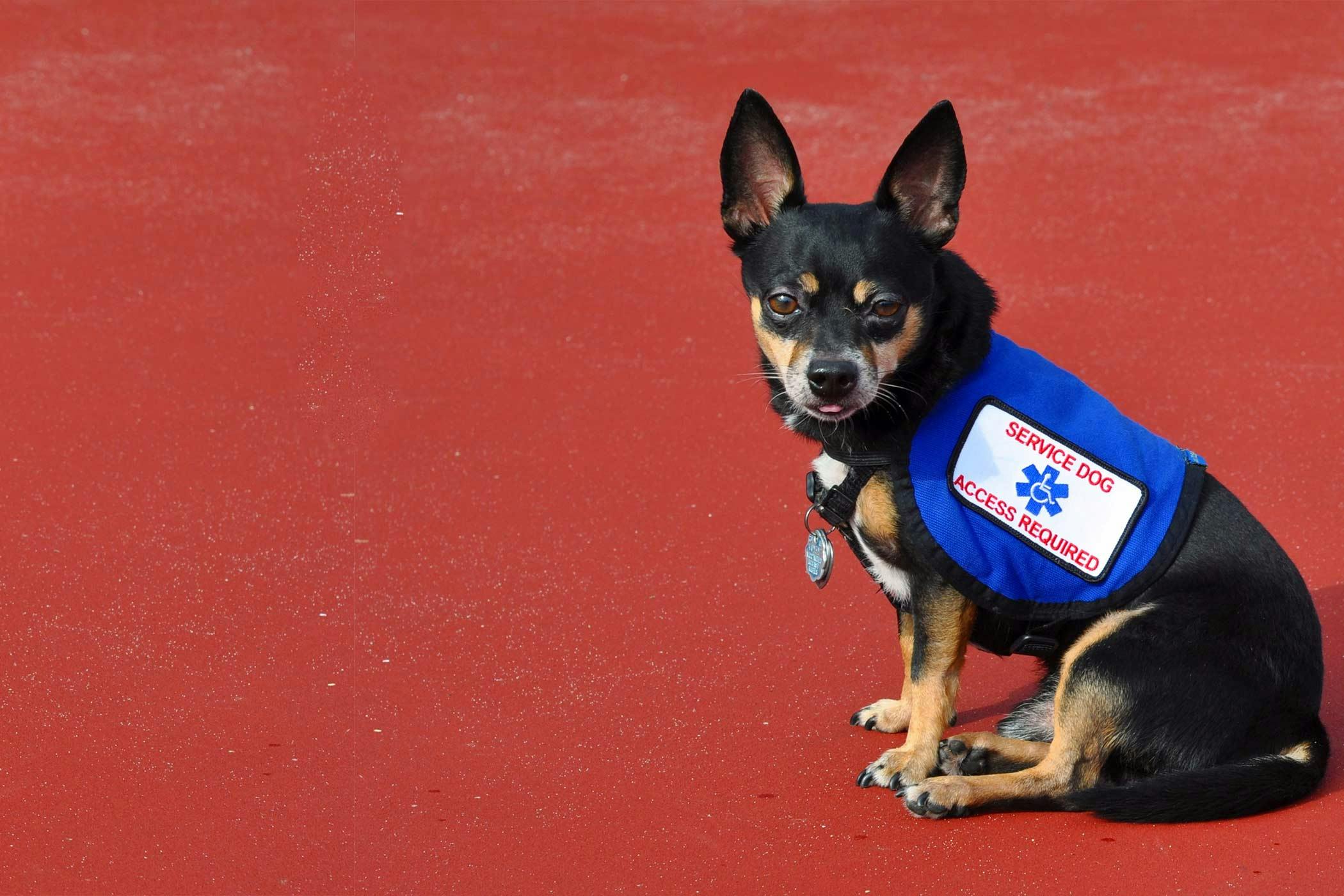 can a chihuahua be a service dog ultimate guide to tiny heroes