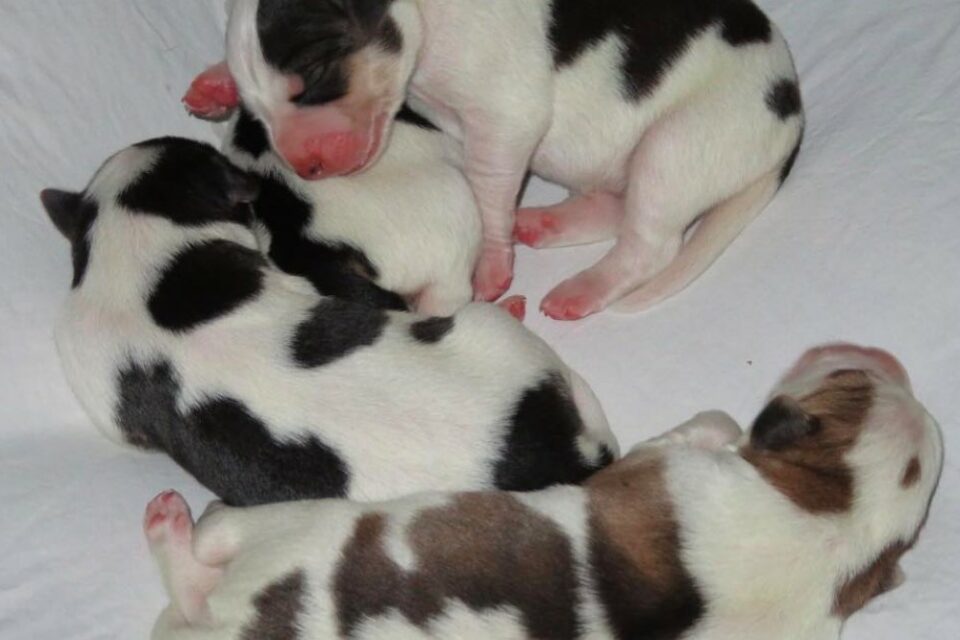 Can a Dog Give Birth to a Cow?: Unpacking Myths